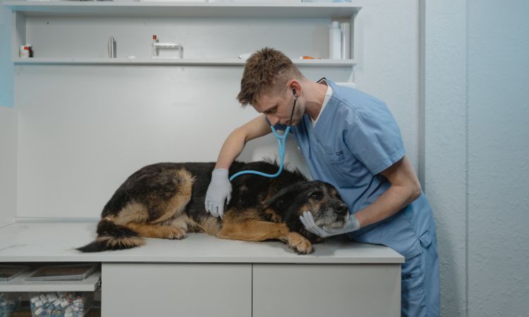 ¿Qué se necesita para ser auxiliar de clínica veterinaria?