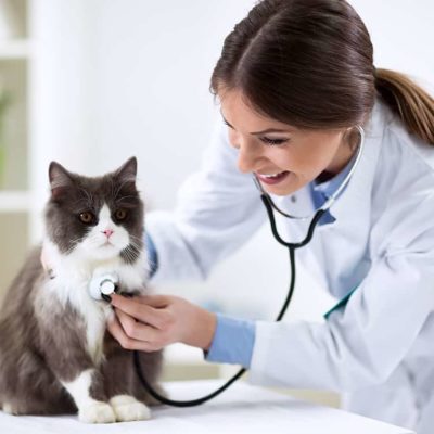 master-en-auxiliar-de-veterinaria-master-en-tecnicas-de-diagnostico-veterinario