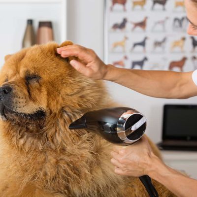 postgrado-experto-en-estetica-y-peluqueria-canina-y-felina